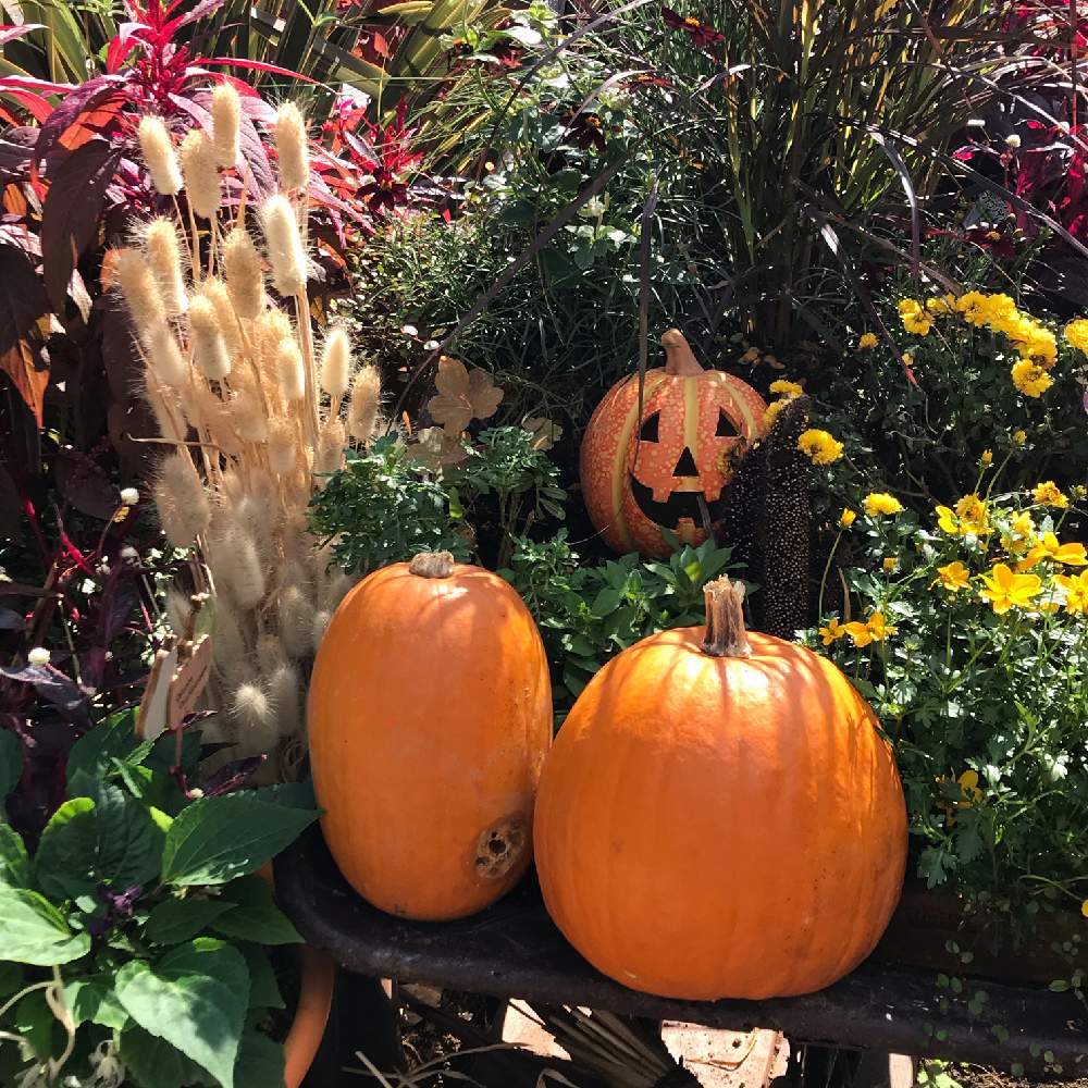 かぼちゃの投稿画像 By かあたんさん ハロウィン カボチャとハロウィンと色合いがキレイとスマホ撮影とgs映え 月10月31日 Greensnap グリーンスナップ