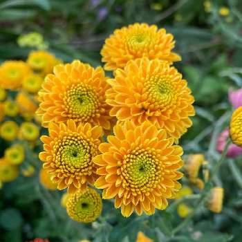 マムコレクションの投稿画像一覧 Greensnap グリーンスナップ