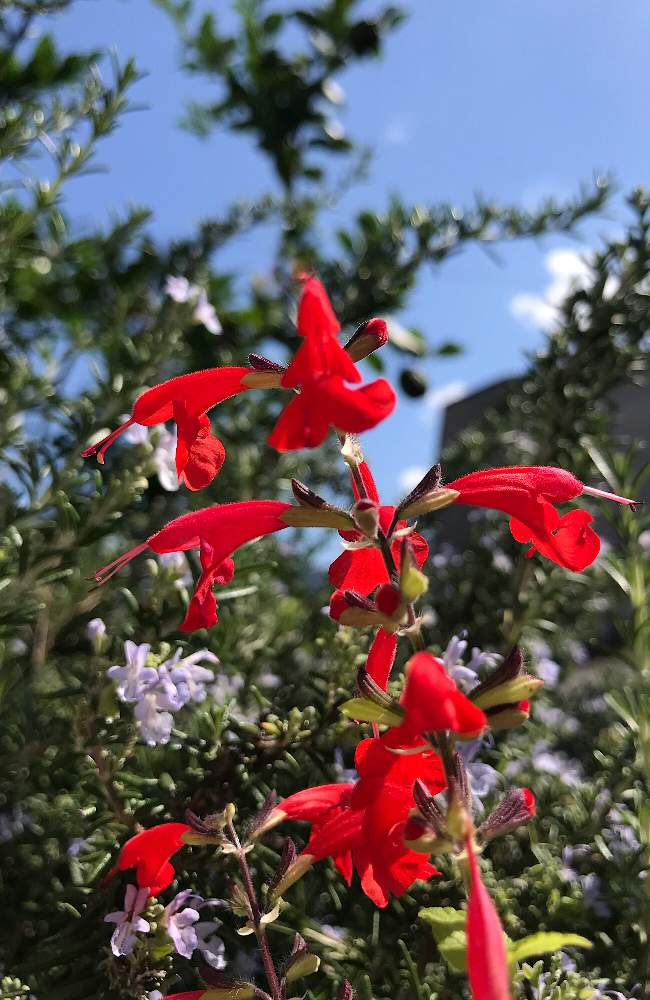 ハーブの投稿画像 By 京紫さん 青空と植物 と赤い花と 植物 空模様 コラボ とベニバナ サルビアと青空とiphone撮影とローズマリー 月10月31日 Greensnap グリーンスナップ