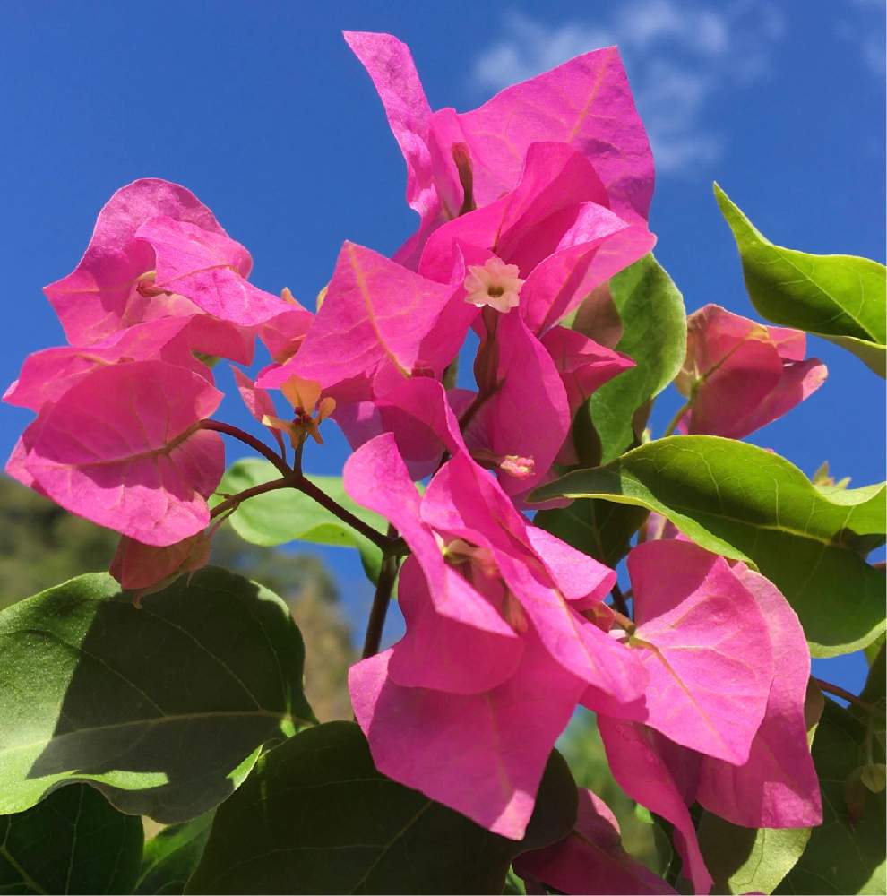 ブーゲンビリアの投稿画像 By ミッキーさん ピンクの花とかわいい と色鮮やか とオシロイバナ科と花っていいねと今日の一枚と癒し と花のある暮らしと熱帯植物とつる植物 月10月31日 Greensnap グリーンスナップ