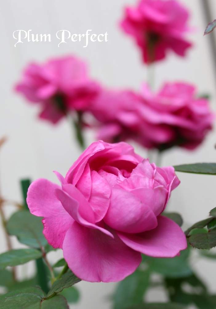 薔薇 の投稿画像 By モコママさん バラを楽しむとばら バラ 薔薇とプラムパーフェクト バラと薔薇 とバラを楽しむとばら バラ 薔薇と プラムパーフェクト バラ 月10月31日 Greensnap グリーンスナップ Greensnap グリーンスナップ