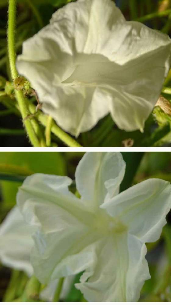 バルコニー/ベランダの画像 by ひで 兄さん | バルコニー/ベランダと開花と種から育てましたと今年も咲いた〜♡と白い朝顔と純白と心が和みます。と花のある暮らしと白い花と朝顔観察日記