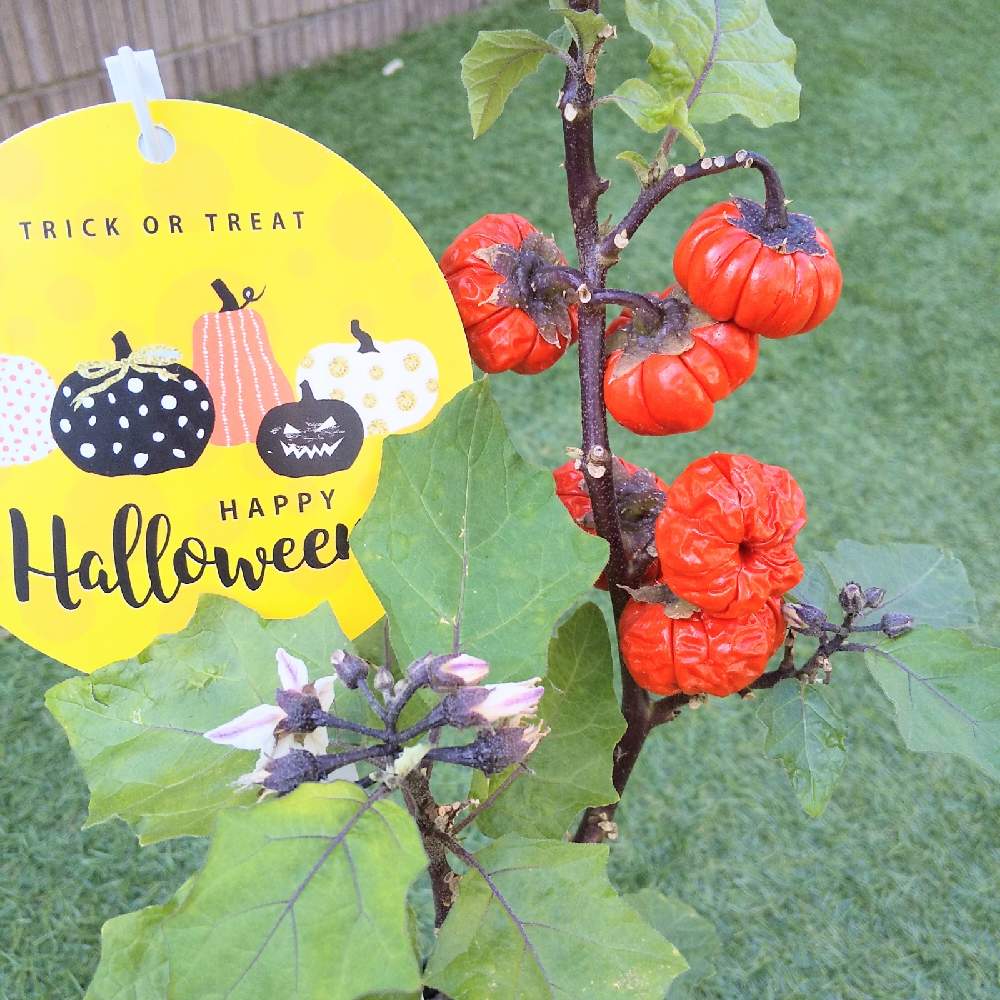 ソラナム パンプキンの投稿画像 By りん さん パンプキン ツリーとハロウィン月間とハロウィンとおうち園芸と大きくな れ とハロウィンアレンジ とビザールプランツと小さな庭と りん のパンプキンツリーとハロウィン月間とハロウィンとおうち園芸と大きくな
