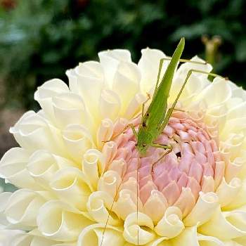 虫を愛でるの画像 by erioさん | ダリアと草花を愛でると虫を愛でる