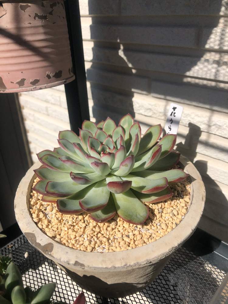 花うららの投稿画像 By ピームーさん プリドニスと多肉植物とタニラー 月10月31日 Greensnap グリーンスナップ