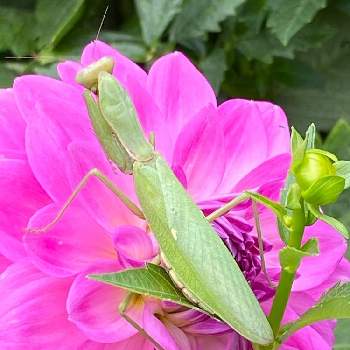 虫を愛でるの画像 by erioさん | ダリアとゴング待ちカマキリと草花を愛でると虫を愛でる