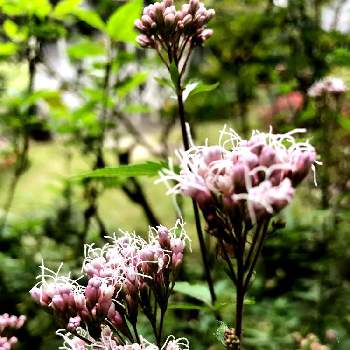 フジバカマピンクの画像 by へりくさむさん | 小さな庭とフジバカマピンクと フジバカマとおうち園芸