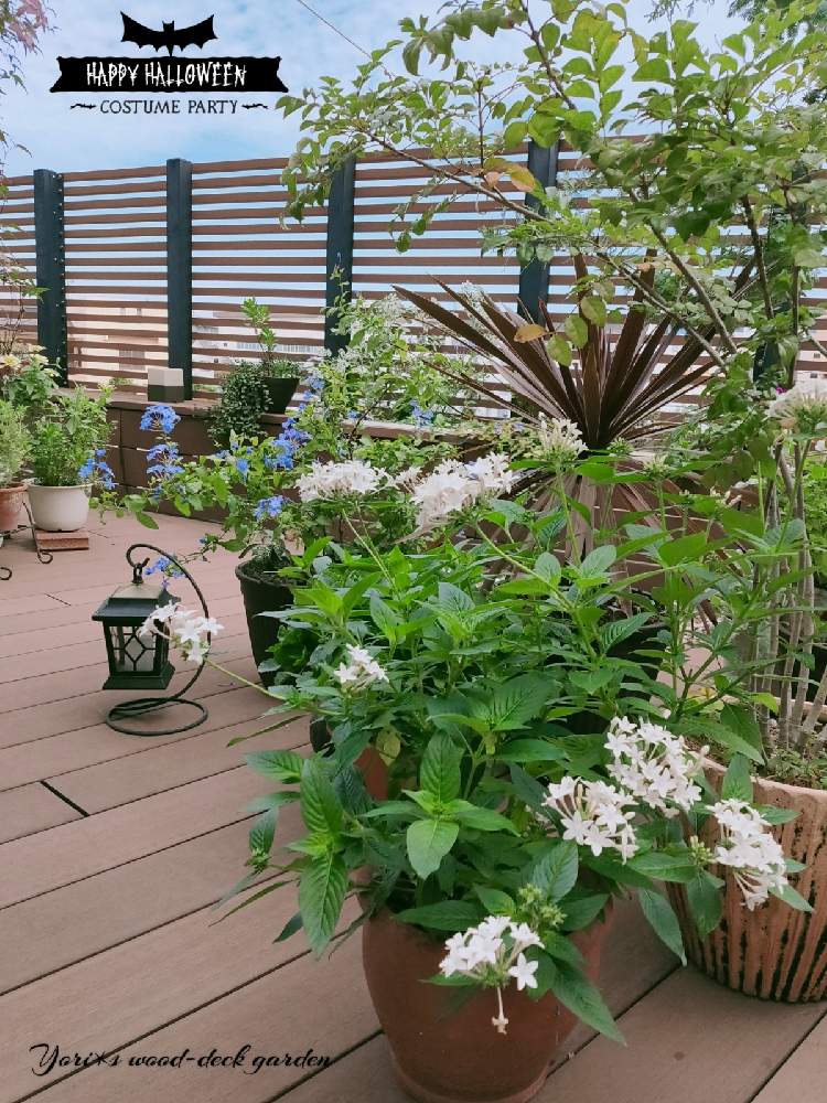 シマトネリコの投稿画像 By Yori さん ペンタスとルリマツリとコルジリネ レッドスターと高性ペンタス パニックタワーと庭の風景と観葉植物とウッドデッキと青い花とおうち園芸とコンテナガーデンと鉢植えとガーデニングと白い花と庭の風景と観葉植物とウッドデッキと