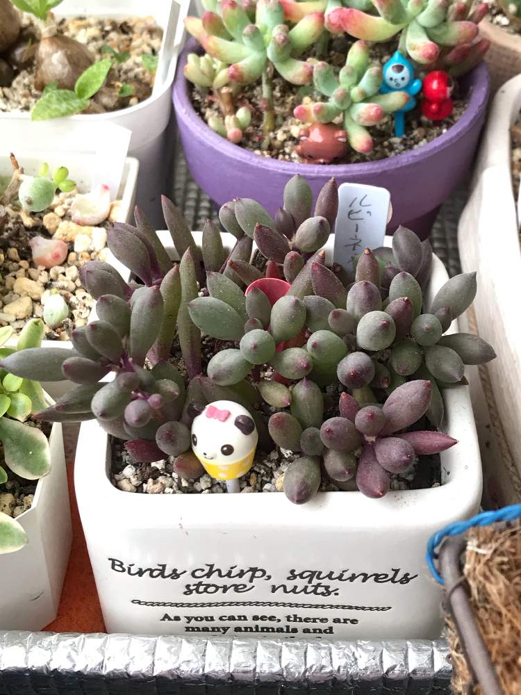 ルビーネックレスの投稿画像 By Ainaさん 多肉植物とオトンナ属と多肉紅葉とルビーネックレス 月10月31日 Greensnap グリーンスナップ