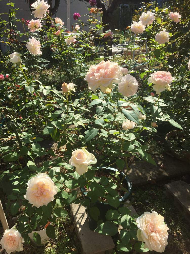 バラ シュシュの投稿画像 By Takaさん クロッシェとチーム岐阜とピンク ピンクとおうち園芸とgsミニモニ とgsでバラ園と花のある暮らし 月10月31日 Greensnap グリーンスナップ