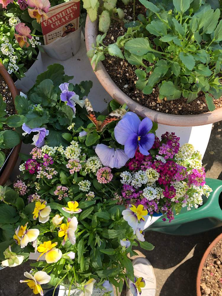 アリッサムの投稿画像 By キミドリ本舗さん パンジー ビオラとサンダルとサンダルとお迎え祭りとおうち園芸と冬支度と見て見ぬ振りとアリッサム 月10月31日 Greensnap グリーンスナップ