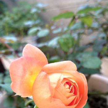 薔薇のアルバムの画像 by ヤマボウシさん | 小さな庭と薔薇のアルバムとおうち園芸と自宅の薔薇と鉢植えと花のある暮らし