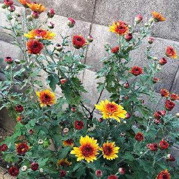 ロイス 中輪系ダリア菊の投稿画像一覧 Greensnap グリーンスナップ