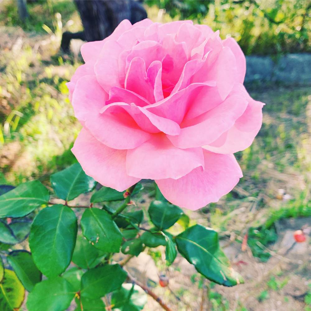 花のある生活の投稿画像 By 生茶パンダさん ピンク ピンクと夏の花と花のある暮らしとバラ ミニバラと花が好きと秋の花 月10月31日 Greensnap グリーンスナップ