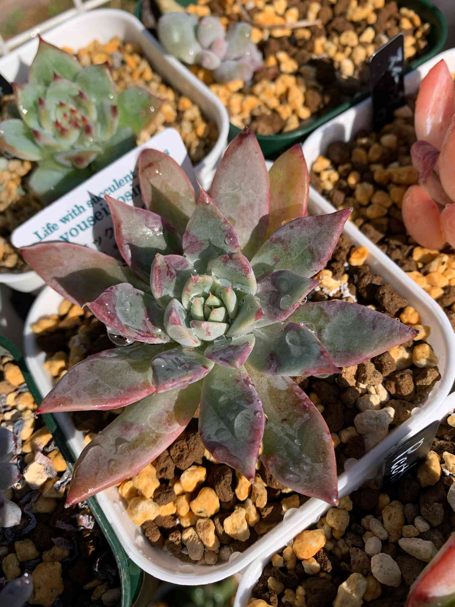多肉植物 エアーマジック ♡シナモン♡ 多肉植物 エアーマジック ♡シナモン♡