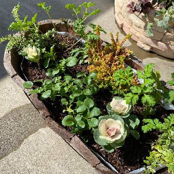 ロニセラ レモンビューティの投稿画像一覧 Greensnap グリーンスナップ