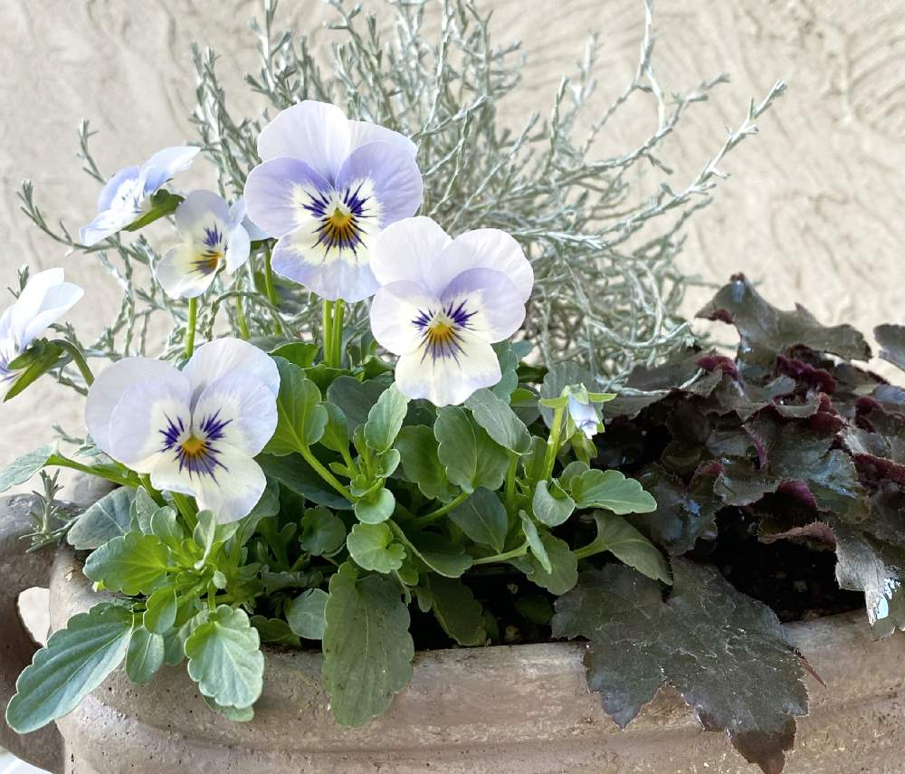 ビオラの投稿画像 By Happier さん カロケファルス プラチーナとヒューケラ ブラックアウトとカラーリーフと水色の花と植物のある暮らしとビオラ パンジーと寄せ植えと癒しと青い花と季節の寄せ植えとおうち園芸と今日のお花と鉢植えと可愛いと花の