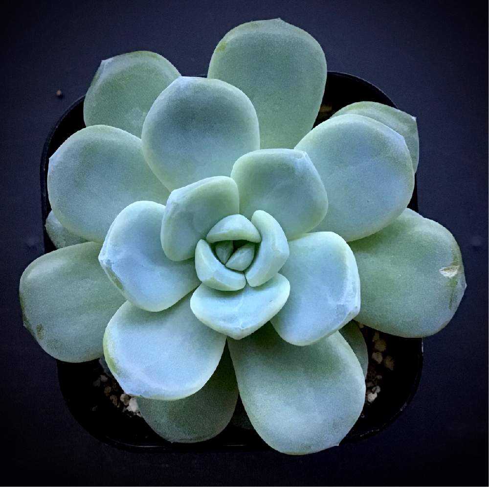 アイスグリーン｜🍀GreenSnap（グリーンスナップ）