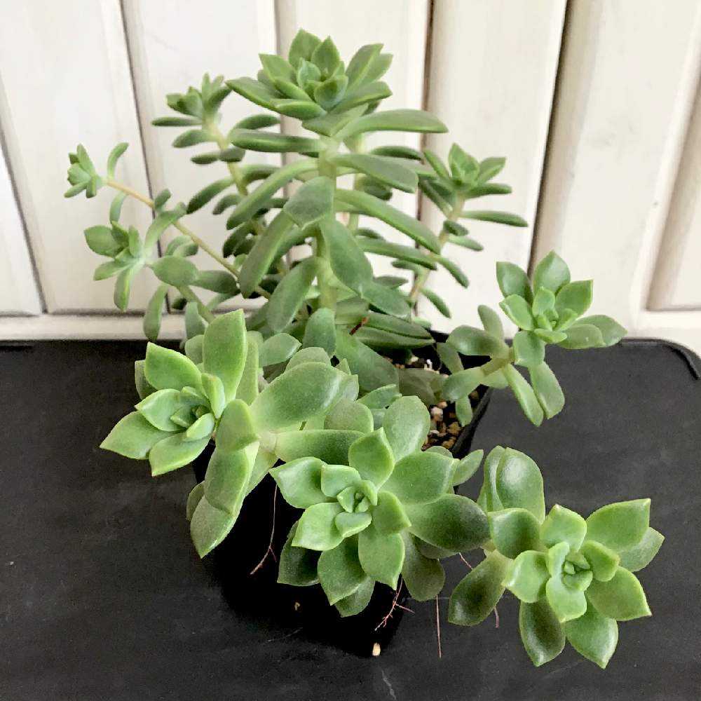 専用‼︎多肉植物^o^  モリモリ❣️マッコス c2bb507a811b535dcd2326ddf471a1