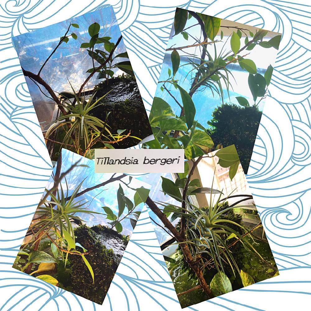 チランジアの投稿画像 By Ghosthuntさん ポトスとガジュマルとチャレンジとチランジア初心者と水槽と緑のある暮らしと熱帯魚水槽とアクア テラリウムとエアープランツ チランジア 月10月31日 Greensnap グリーンスナップ