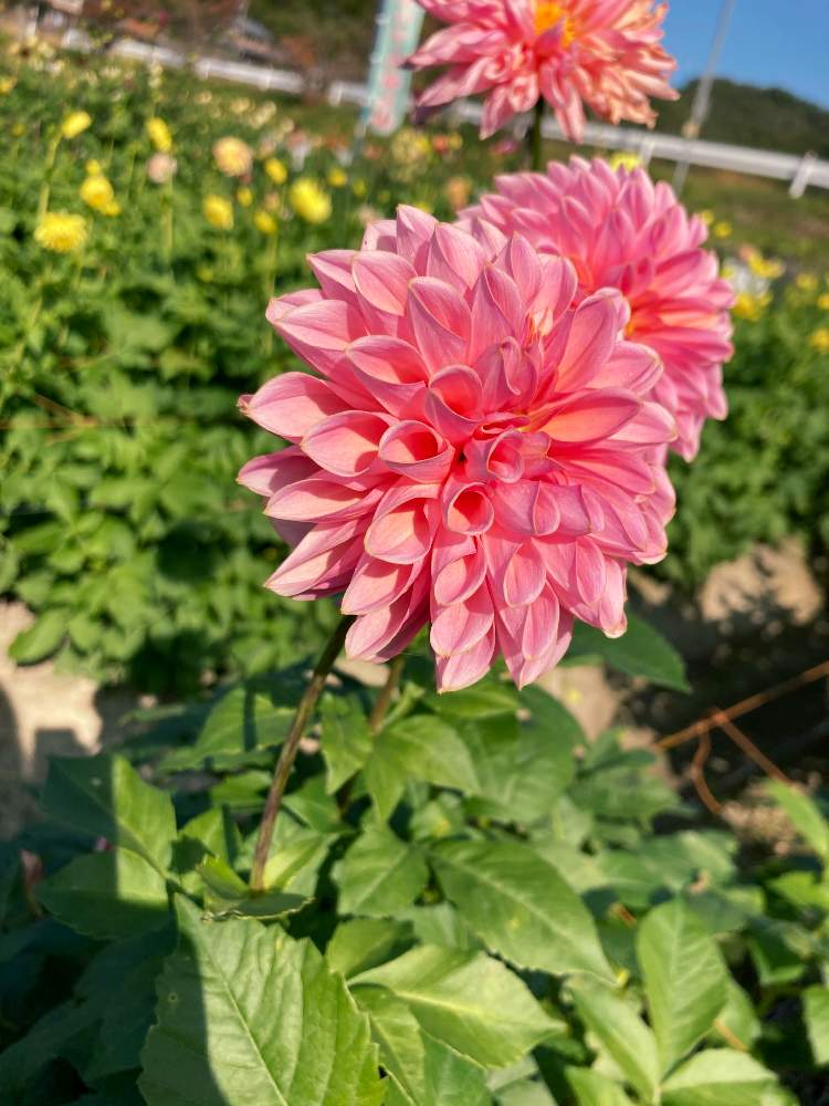 ダリアの投稿画像 By Hamuさん 花のある暮らしと宝塚ダリア園 月10月31日 Greensnap グリーンスナップ