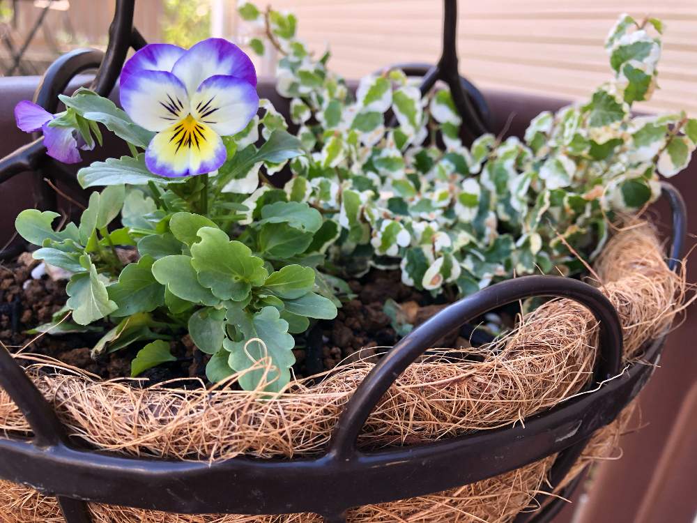 パンジー ビオラの投稿画像 By ふみさん フィカス プミラ 月10月31日 Greensnap グリーンスナップ