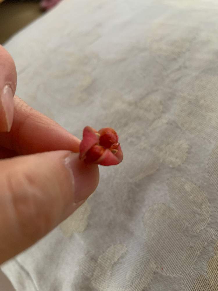 まっほーさんの投稿画像 月10月31日 Greensnap グリーンスナップ