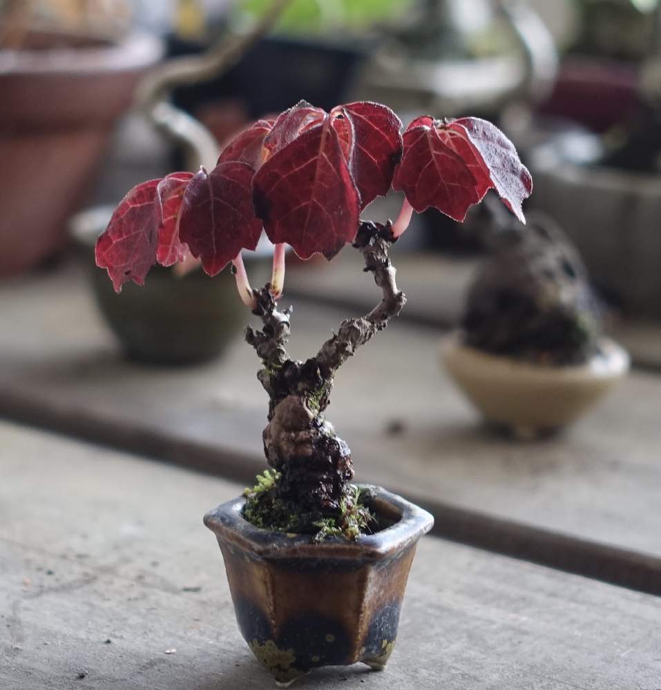 ツタ 蔦 の投稿画像 By Golivettiさん Mamenonsaiと雑木盆栽と小盆栽と盆栽素材とつる性植物とミニ盆栽と小品盆栽と古木と豆盆栽と盆栽とbonsaiとminibonsai 月10月31日 Greensnap グリーンスナップ