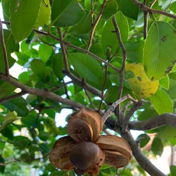 椿の種の投稿画像一覧 Greensnap グリーンスナップ