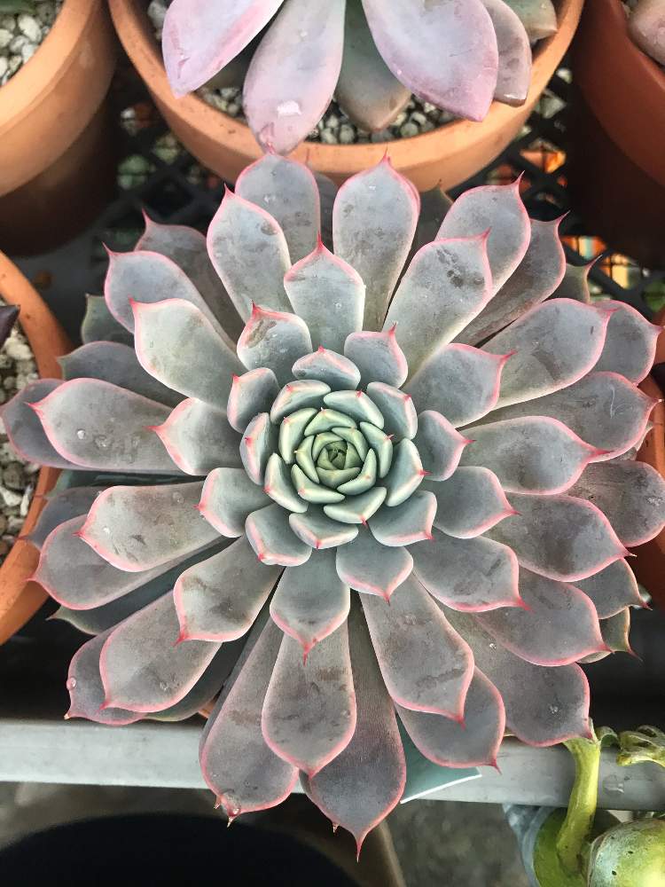 ピンクザラゴーサの投稿画像 By やすさん 多肉植物と多肉男子と多肉ちゃんとおうち園芸とエケベリア属とタナベフラワーとタニク初心者 月10月31日 Greensnap グリーンスナップ ピンクザラゴーサの投稿画像 By やすさん 多肉植物と多肉男子と多肉ちゃんとおうち園芸とエケベリア属とタナベフラワーとタニク初心者 月10月31日 Greensnap グリーンスナップ