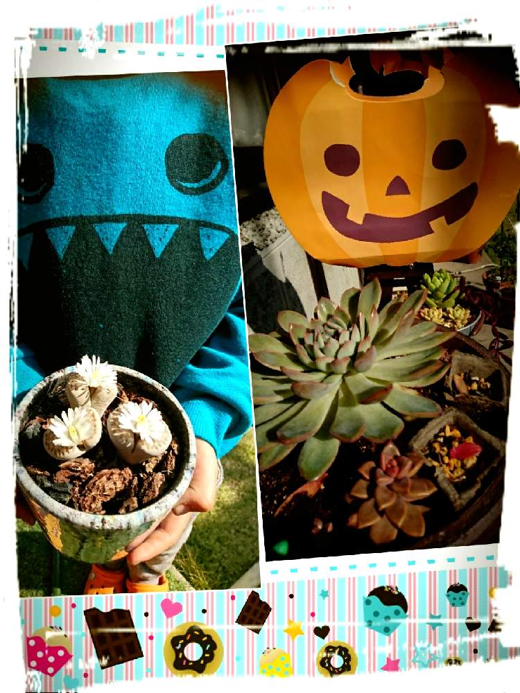 多肉植物の投稿画像 By みかさん ハロウィン月間とエイプス と多肉のある暮らしとおうち園芸とリトさんと開花中 とハロウィン雑貨 月10月31日 Greensnap グリーンスナップ