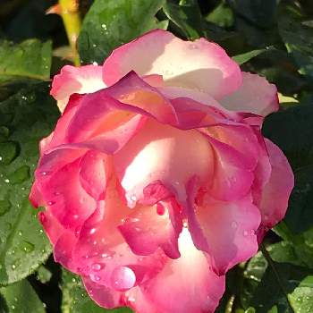 バラの小道の画像 by pipiさん | エントランスとストロベリーアイスバーグとバラの小道とピンクの薔薇とピンクの花とおうち園芸と今日のお花と我家の花達と花のある暮らし