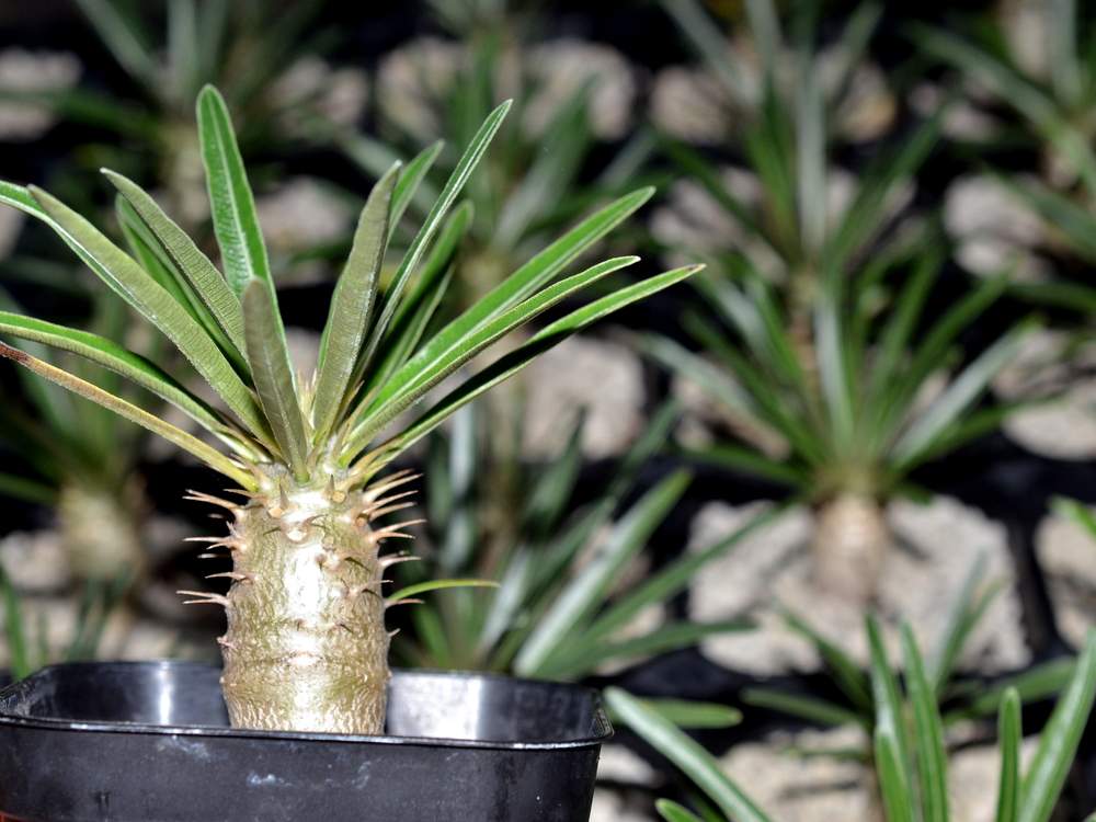 パキポディウム グラキリスの投稿画像 By 潜水さん ボタニカルとパキポディウム属とno Green No Lifeと観葉植物 とグリーン グリーン グリーン と南国植物とコーデックスとボタニカル親父とパキポディウム実生と塊根植物と実生苗とマダガスカル多肉植物と熱帯植物と