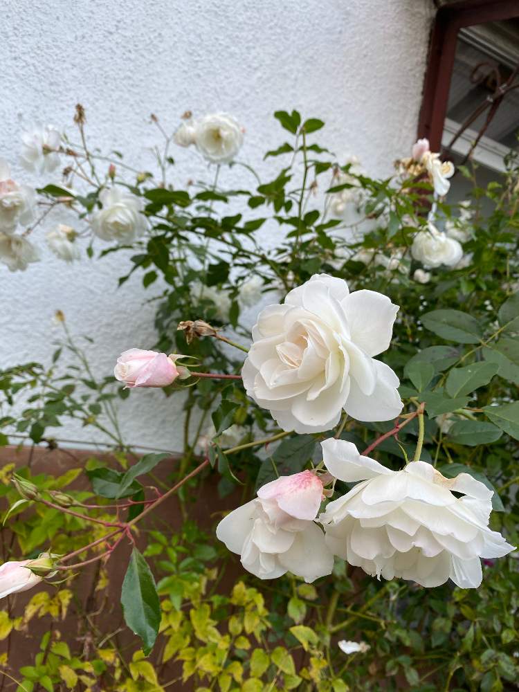 アイスバーグの投稿画像 By あおいねこさん 白いバラと北国と庭終いと冬支度と北海道とバラ ミニバラと本日の庭と白いバラと北国と庭終いと冬支度 と北海道とバラ ミニバラと本日の庭 月10月31日 Greensnap グリーンスナップ Greensnap グリーンスナップ