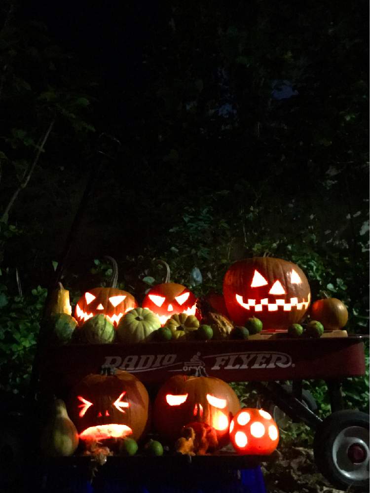 パンプキンの投稿画像 By Nontanさん ハロウィンとラジオフライヤーとハッピーハロウィンとジャック オー ランタンとハロウィンかぼちゃ 月10月31日 Greensnap グリーンスナップ