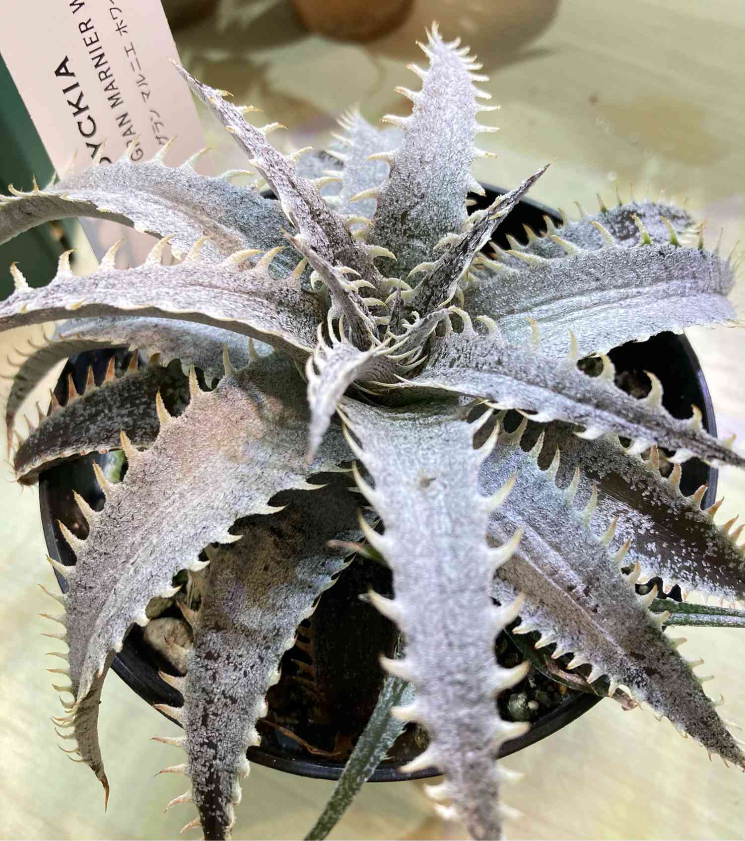 グランマルニエ　ホワイトフォリッジ グランマルニエ ホワイトフォリッジ 楽天市場】PLANCHU 観葉植物