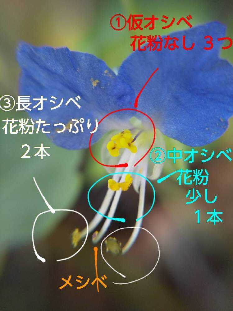 Cha Coが ツユクサで 開眼物語 Greensnap グリーンスナップ