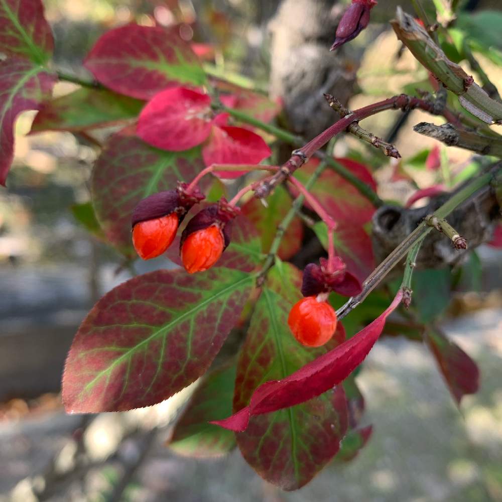 ニシキギの投稿画像 By Haruさん ニシキギの実とお出かけ先とレッドとブラウンとさんぽ道とハルとお散歩とレッドとブラウンとさんぽ道とハルとお散歩 月10月31日 Greensnap グリーンスナップ Greensnap グリーンスナップ