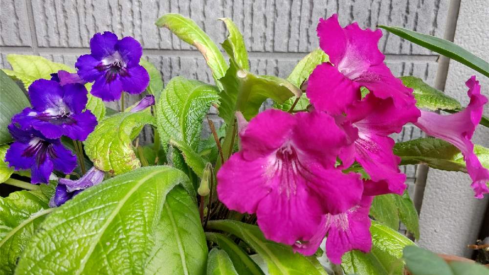 ストレプトカーパスの投稿画像 By かささん 花のある暮らし 月10月31日 Greensnap グリーンスナップ