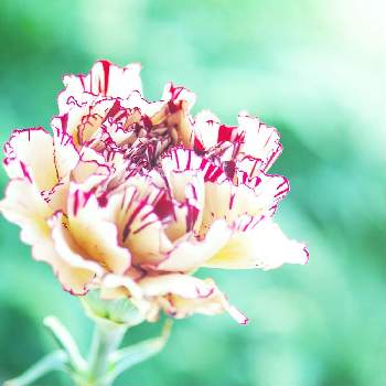カーネーションの花の投稿画像一覧 Greensnap グリーンスナップ