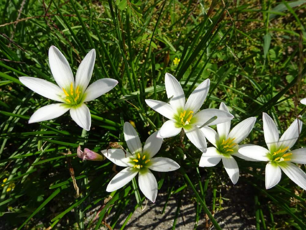 タマスダレの投稿画像 By ねもさん 月10月31日 Greensnap グリーンスナップ