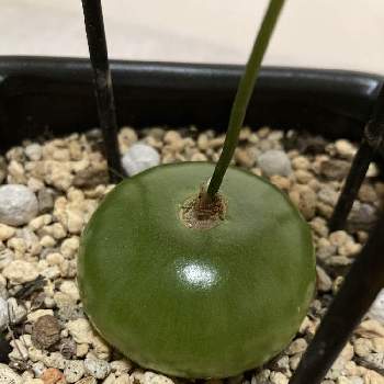 激レア球根多肉 ボウィエア キリマンジャリカ 大株 珍奇植物 サボテン 塊茎 原種 多肉植物 薬草 ソウカクデン Lktech Vn