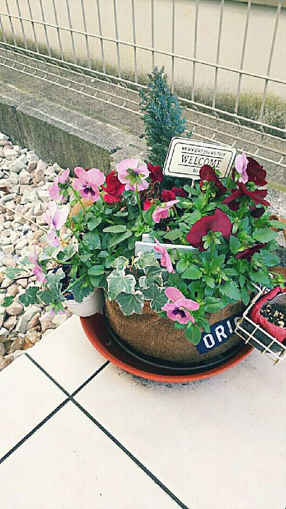 アイビーの投稿画像 By ツル植物だらけの庭さん ビオラとコニファーとウェルカムフラワーと色鮮やかな花と季節の寄せ植え 月10月31日 Greensnap グリーンスナップ