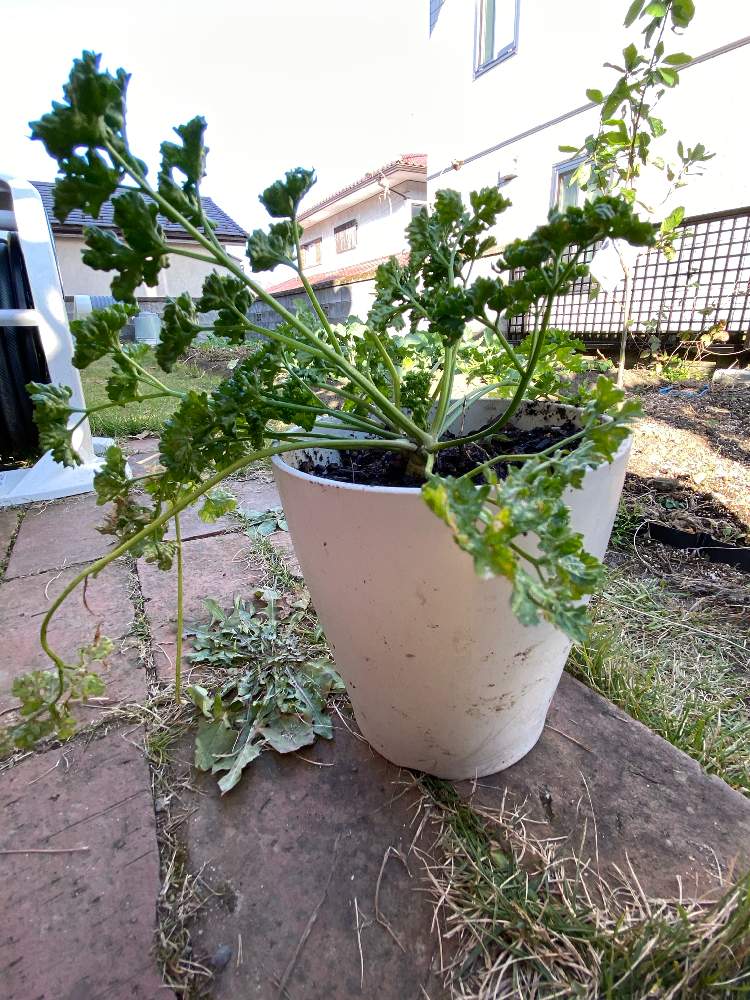 パセリの投稿画像 By Hotimanさん 冬越しとおうちde菜園と苗作りとおうち園芸と定植 月10月31日 Greensnap グリーンスナップ