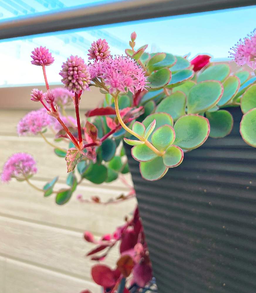 ミセバヤの投稿画像 By ちいさん 斑入りポリゴナムと開花と今日の花と放置栽培 月10月31日 Greensnap グリーンスナップ