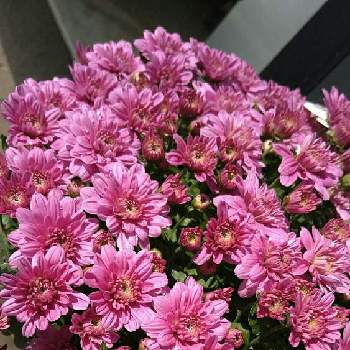 素敵な花言葉の画像 by ゆめ☆さん | お出かけ先とマムとベルギー マムと今日もお疲れ様❤︎と可愛い花色と素敵な色合いと素敵な花言葉と今日の出逢い花と可愛いと花のある暮らしとお花屋さん