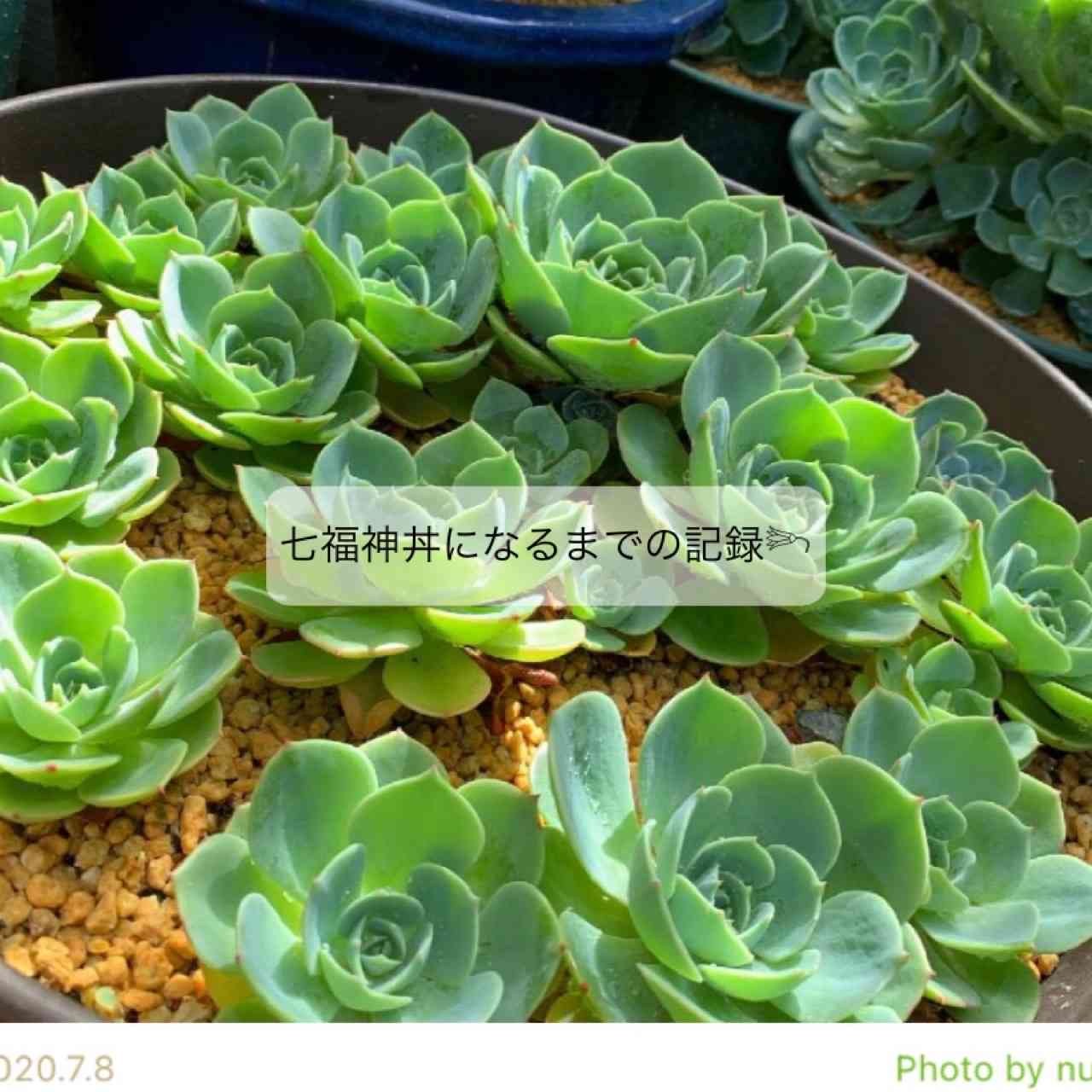 まとめて！エケベリア 七福神 Imbricata 抜き苗発送 七福神丼 【公式通販】