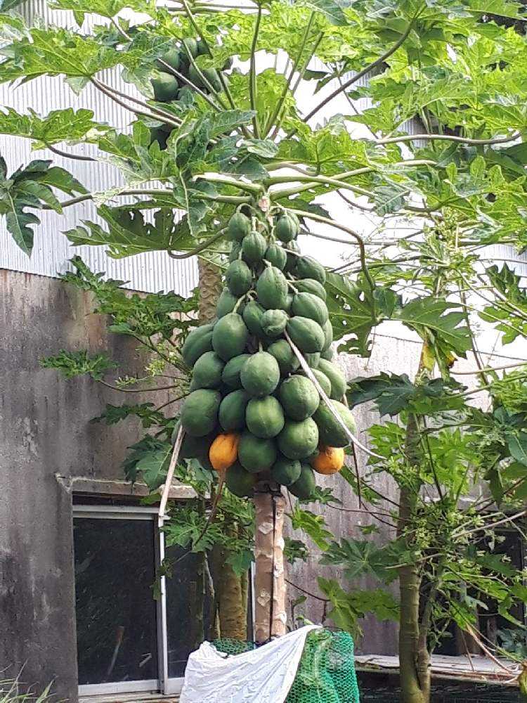 パパイヤ Greensnap グリーンスナップ