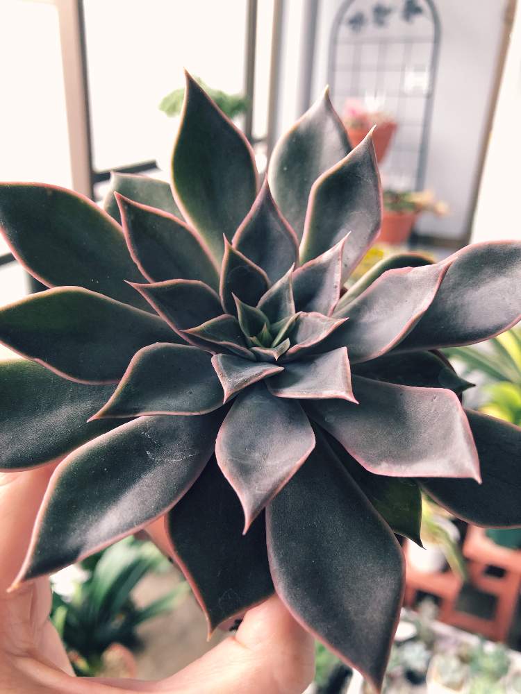 メンサの投稿画像 By Kateさん ダーク デザイヤーとネオン ブラック プライドと多肉植物とキュンキュン乙女倶楽部と別名 同種の多肉さんと多肉のある暮らしとベランダガーデンと多肉ラボ C と多肉女子 月10月31日 Greensnap グリーンスナップ