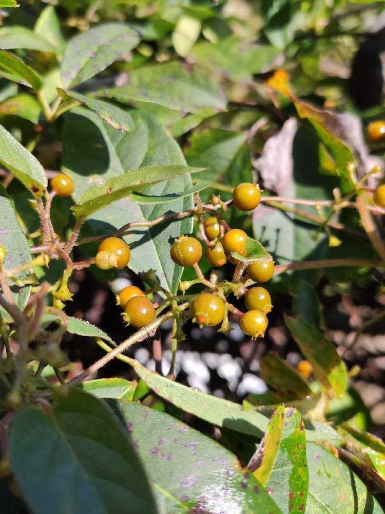 ヘクソカズラ 実の投稿画像 By Takanyan118さん 野草と里山 月10月31日 Greensnap グリーンスナップ